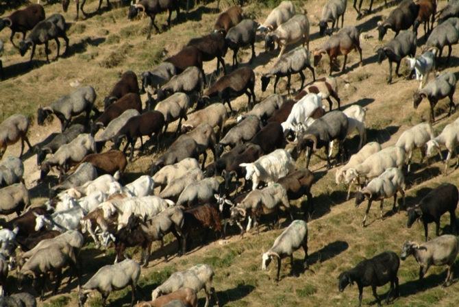 Animali al pascolo